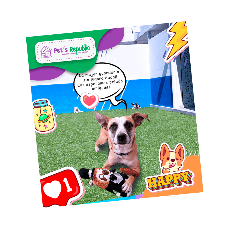 Guardería para perros en Querétaro