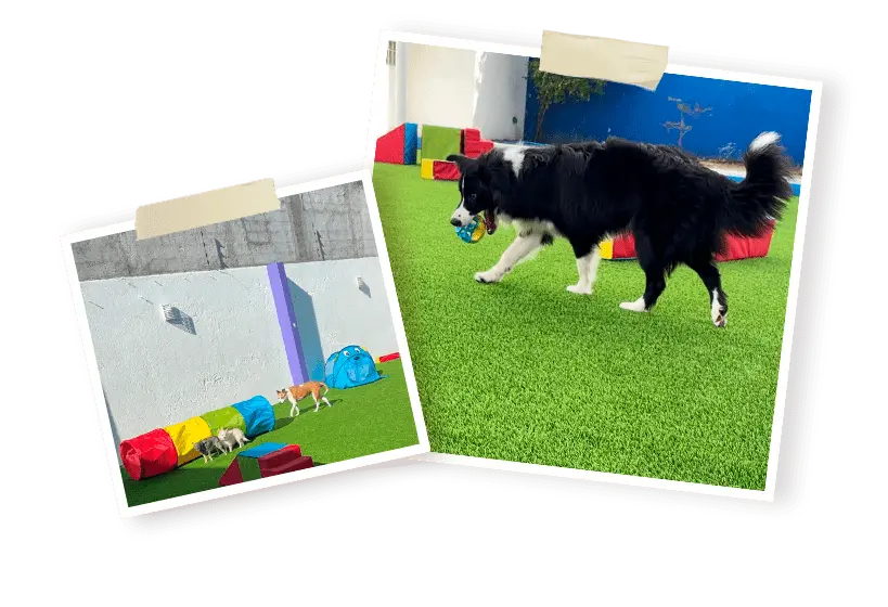 tienda de mascotas en querétaro