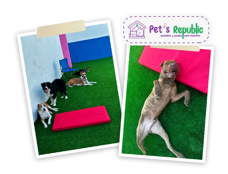 Guardería para perros